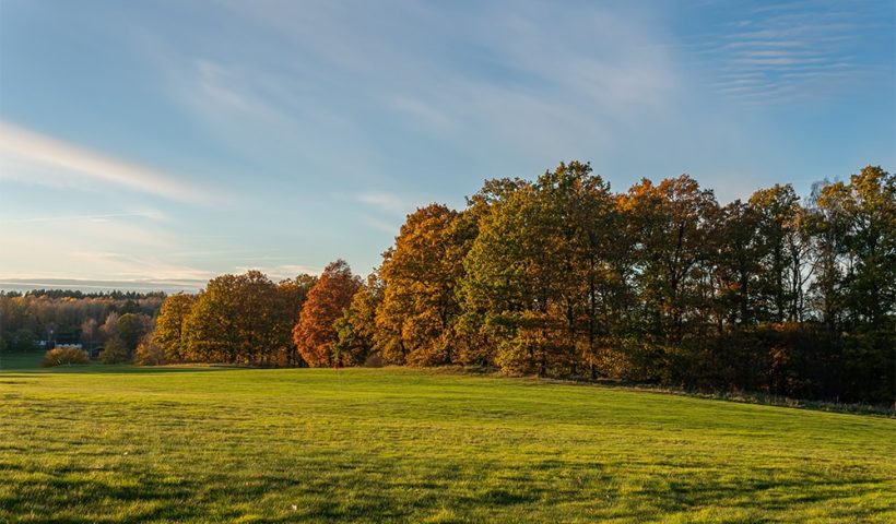 golf course trees during the fall