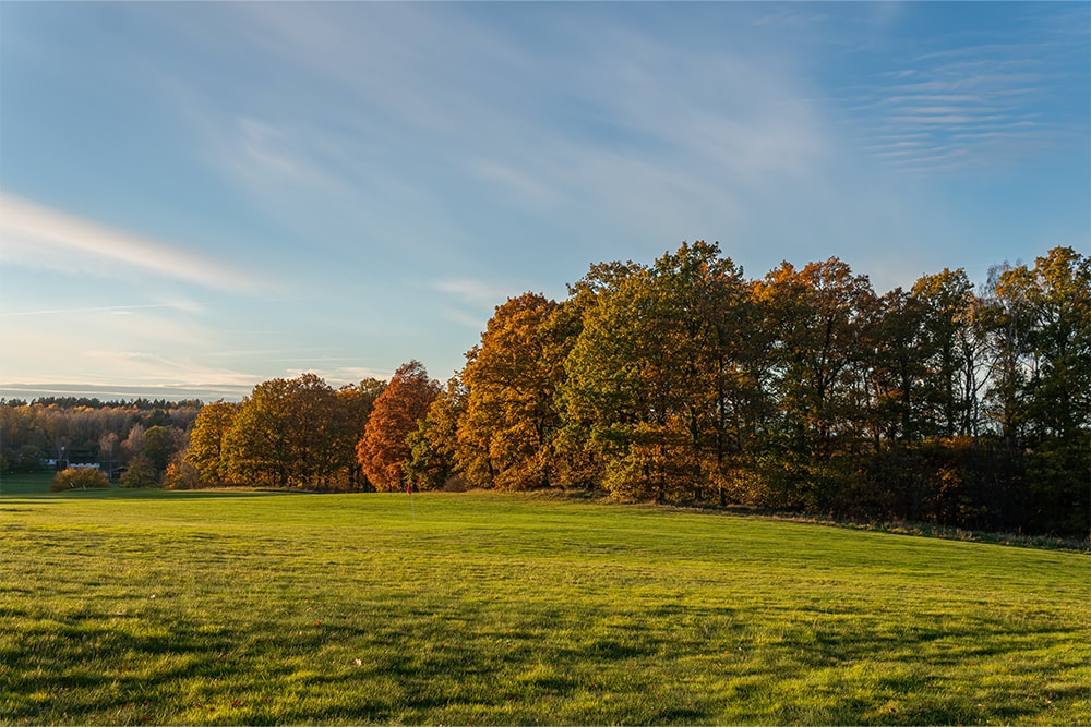 golf course trees during the fall